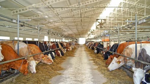 Cows eating hay inside cowshed. Livestock on farm.