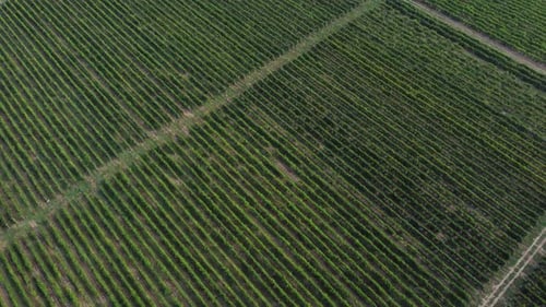 Aerial View of Green Wine Vineyards in Portugal