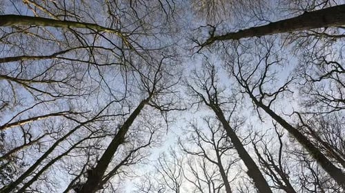 Moving shot of trees from underneath.
