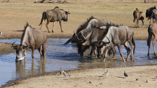 Trinkwasser der Blaugnus, Kalahari-Wüste