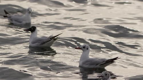 Tier, Vogel, Möwen auf Meerwasser (4)