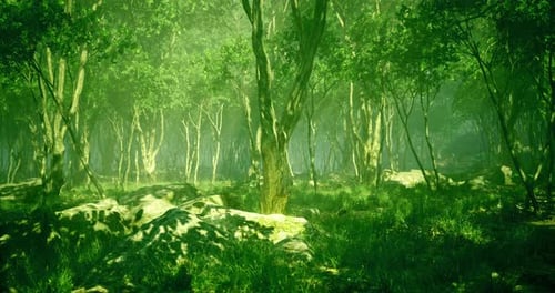 Lush Green Forest with Sunlight Filtering Through Trees