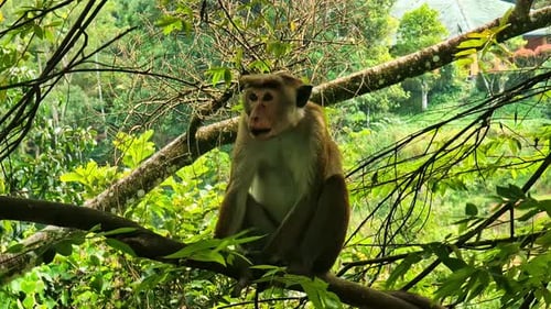 Toque monkey sits on tree branch surrounded by green foliage in Sri Lankan forest
