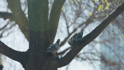 Wilde Tauben hocken an einem sonnigen Tag in Hamilton, Kanada, auf einem Baum. Nahaufnahme