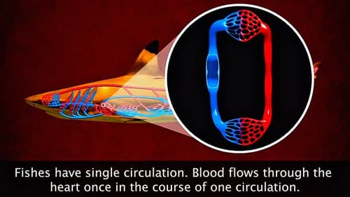 Blood Circulation In Fishes