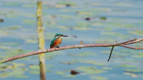 Un martin-pêcheur perché sur une branche au-dessus d'un étang idyllique en Frise (Pays-Bas) secoue la tête et s'envole