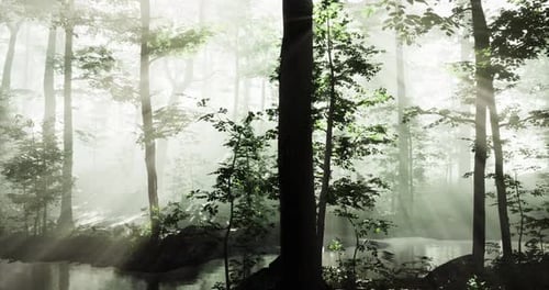 A luz solar filtra através de árvores nebulosas da floresta, criando uma atmosfera tranquila