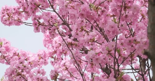 Cherry blossoms in full bloom, a gentle sign of spring's arrival, captured in soft focus with subtle