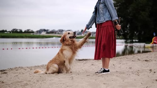 Woman training golden retriever on the beach