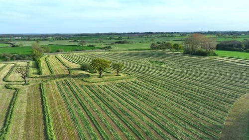 Herbe coupée sur une ferme laissée à flétrir, prête pour l'ensilage du bétail