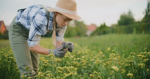 Manuelle Pflege von Blumen auf Blumenplantagen