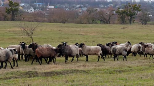 Woolly domestic sheep walking by the pasture. Dark-legged sheep grazing in the countryside.
