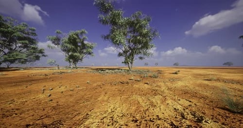 Arid Desert Landscape with Sparse Trees under Blue Sky