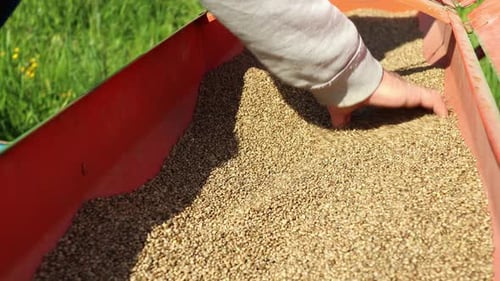 close up of hemp seeds ready for sowing, hands in the seeds of hemp, static shot