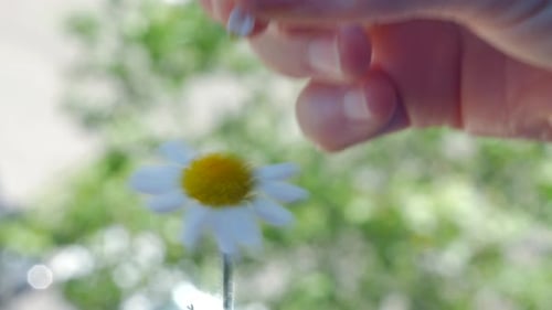A close shot of a female hand leafing a daisy