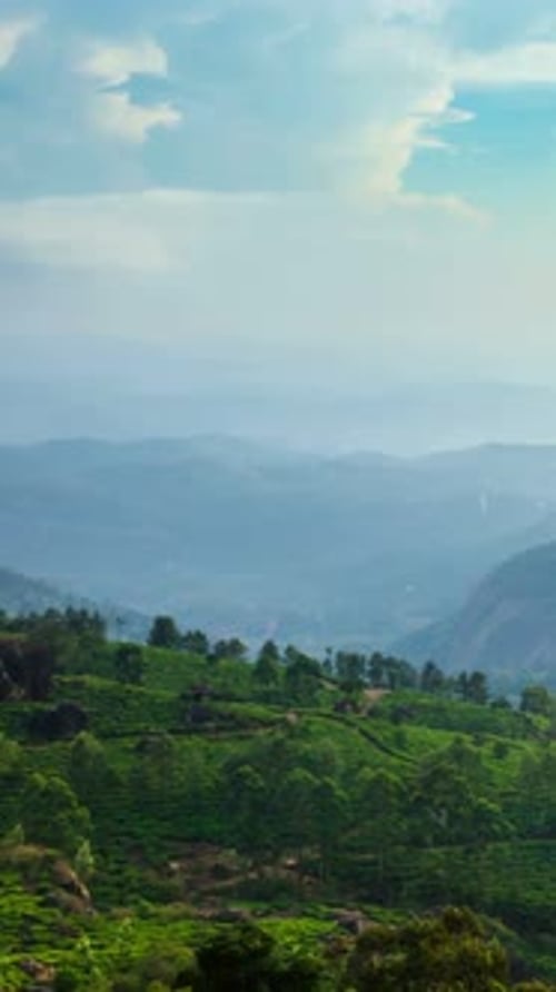 Chronologie des plantations de thé vert au coucher du soleil dans l'État du Kerala en Inde
