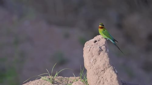 Blue Tailed Bee Eater in Breeding Colony Waiting for female to feed