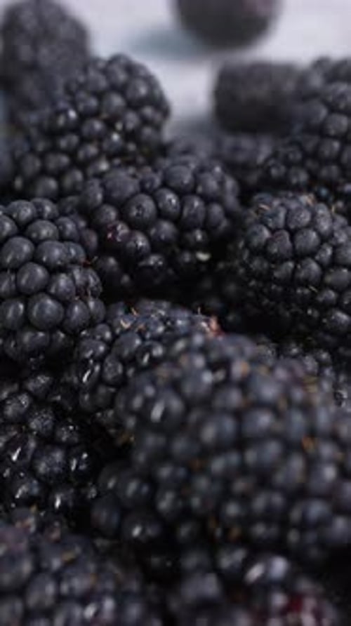 Fresh Blackberries Close-Up Display of Healthy Fruit