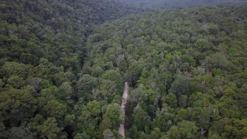 Drone footage of a small dirt road in a forest leading away. Rolling forest with small road.