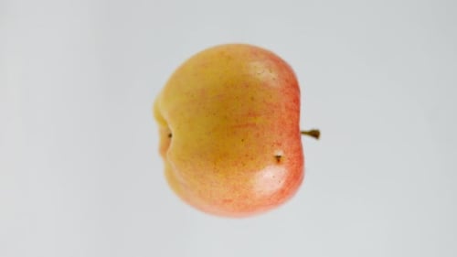 Vertical Closeup Tasty Ripe Apple Hanging at White Background Closeup Delicious Raw Healthful