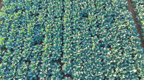 Aerial drone footage of agricultural crops of cabbage and broccoli. Rows of vegetable's in a