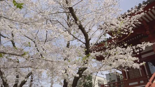Slow sideways slider over temple grounds during full bloom Sakura