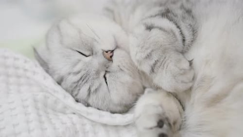 Cute Tabby Cat Curled Up and Sleeping Indoors