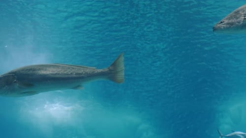 Underwater View of Two Fish Swimming in Clear Blue Ocean Water