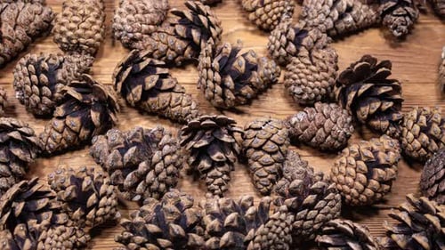 Pine Cones Opening in Time Lapse on a Wooden Background. Fir Cones Moving. Top View