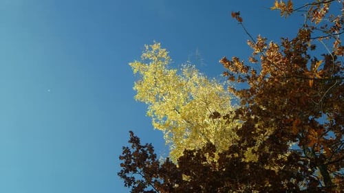 Blick aus dem niedrigen Winkel auf Birke in Gelb, Herbstfarben vor blauem Himmel