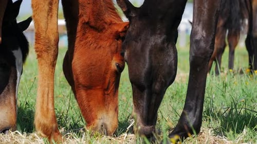 Low perspective shot 3 horses eating grazing in foreground. Other horse in background.