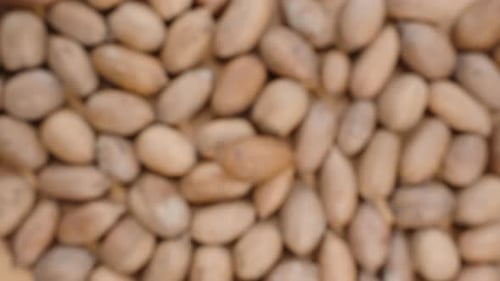 Pecan nuts out of focus, top view, gradually coming into sharpness.