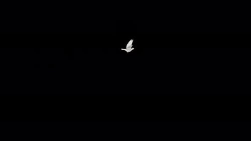 Sole Romantic Dove - One White Pigeon Bird - Flying Loop Around Screen - Alpha Channel - 4K