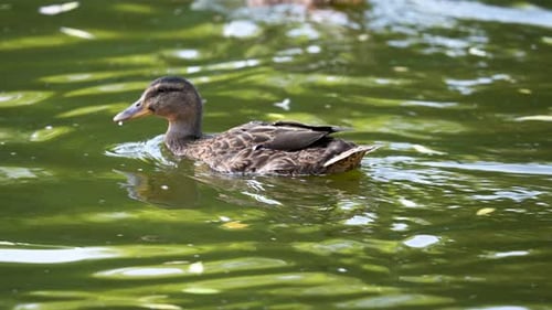 Wild duck swimming pond. Bird float lake. Mallard drink water river. Quack lake.