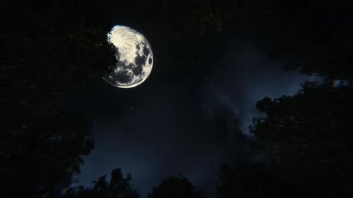 Dark Windy Forest With Full Moon