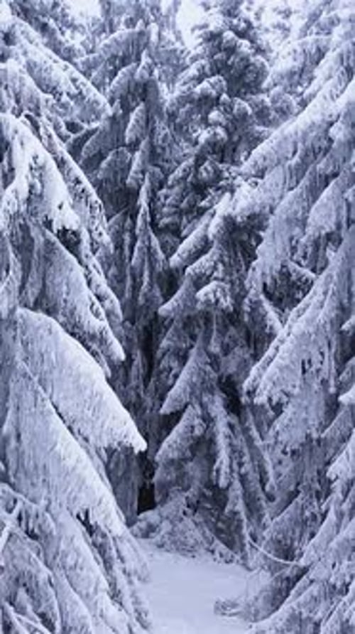 Aerial of Pine Trees Covered in Frost in a Snowy Forest in Winter