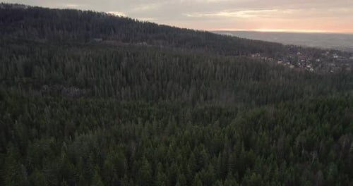 Evergreen Forest With Dense Coniferous Near Holmenkollbakken In Oslo, Norway. Aerial View