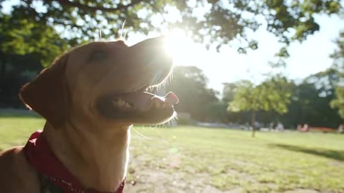 Portrait Happy Dog Gold Labrador Looking Sideways in Park Sunset Young Pretty Play Animal Nature