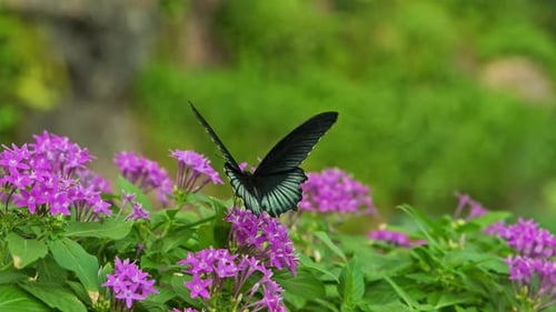 Schmetterling