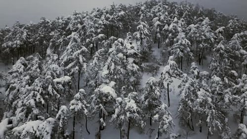 Drone Shot of Snow Covered Pine Trees in Winter