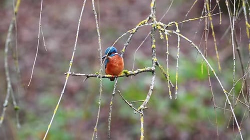 Male Kingfisher Alcedo atthis perched on a branch looking for prey before flying away.