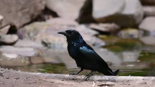 The Hair-crested Drongo or is a bird in Asia from the family Dicruridae which was conspecific with D
