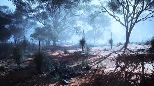 Misty Ethereal Australian Bushland Landscape with Fog