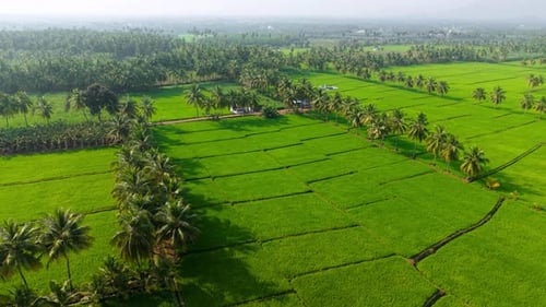 Aerial View of Emerald Rice Fields and Coconut Trees in Rural Farmland