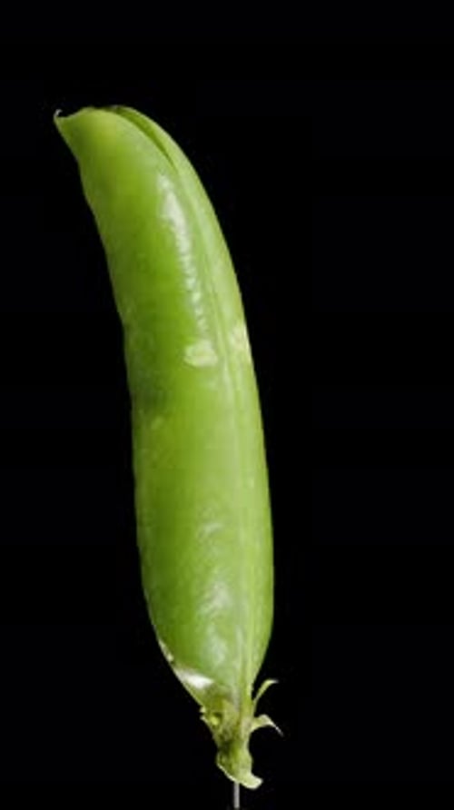 Vertical video. Opened Pea Pod with Fresh Peas inside, looped rotation on an isolated black
