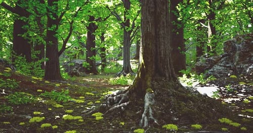 Lush Green Forest with Vibrant Foliage and Rocky Terrain in Bright Sunlight
