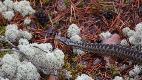 Viper snake away very calm. Addler is poisonous snake at forest allover europe.