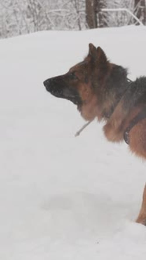 German Shepherd Dog Playing in the Snow