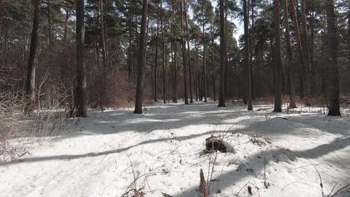 Drone Flying Through the Winter Forest