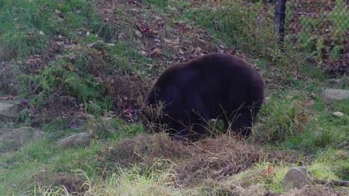 Bear in shadowy forest daytime